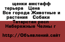 щенки амстафф терьера › Цена ­ 30 000 - Все города Животные и растения » Собаки   . Татарстан респ.,Набережные Челны г.